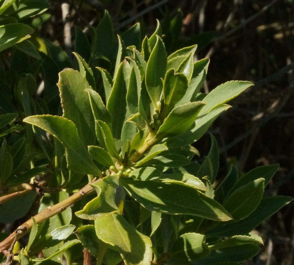 Pianta da determinare - Myoporum sp.